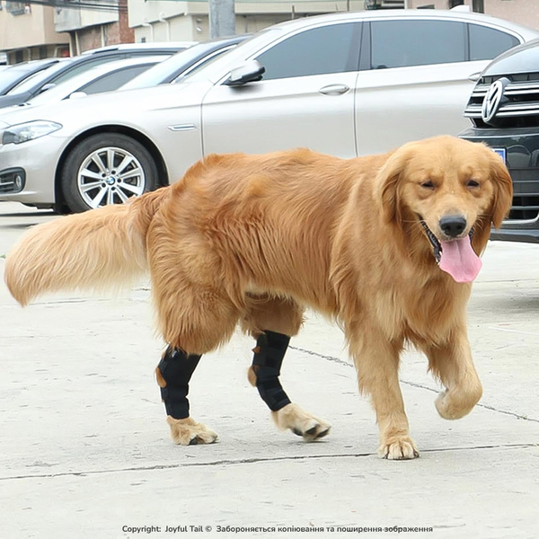 М'який бандаж на задню лапу собаки DogLemi H-Paw ортез на скакальний суглоб при болі, артриті або після операції S 001859 фото