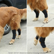 М'який бандаж на задню лапу собаки DogLemi H-Paw ортез на скакальний суглоб при болі, артриті або після операції S 001859 фото 7