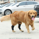 М'який бандаж на задню лапу собаки DogLemi H-Paw ортез на скакальний суглоб при болі, артриті або після операції S 001859 фото 8